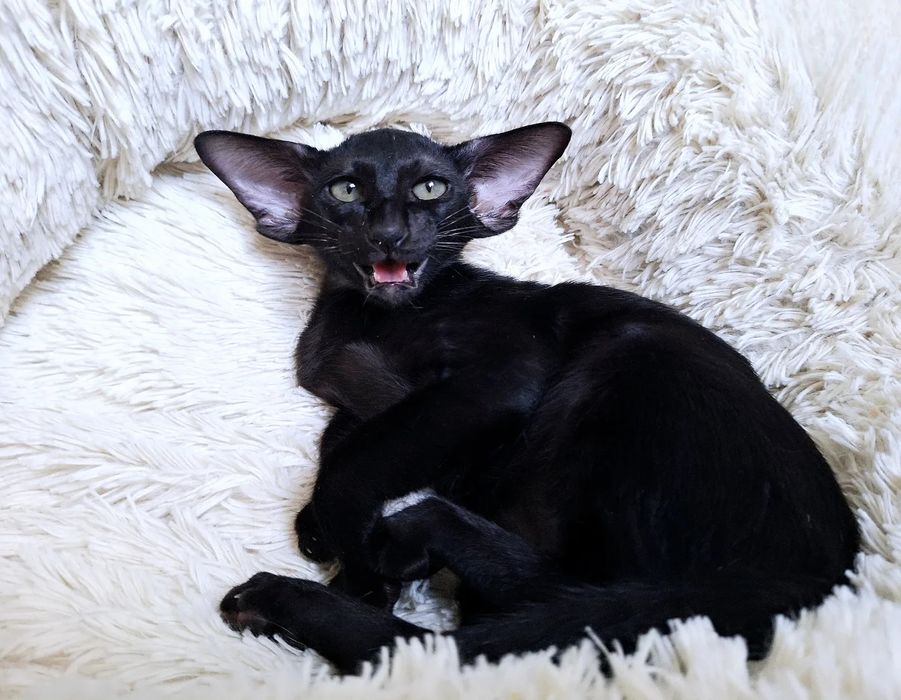 Ориентальные девочки