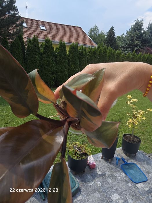Duża sadzonka Philodendron black cardinal variegata