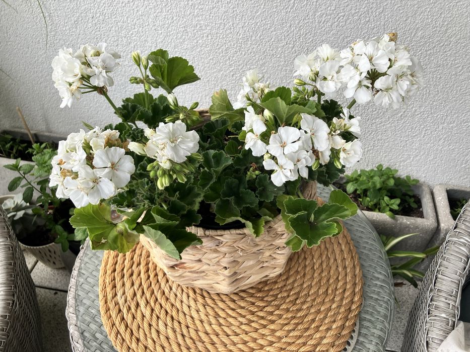 Biała pelargonia, kwiat doniczkowy na balkon lub parapet