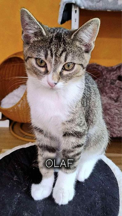 Olaf - szuka domu!