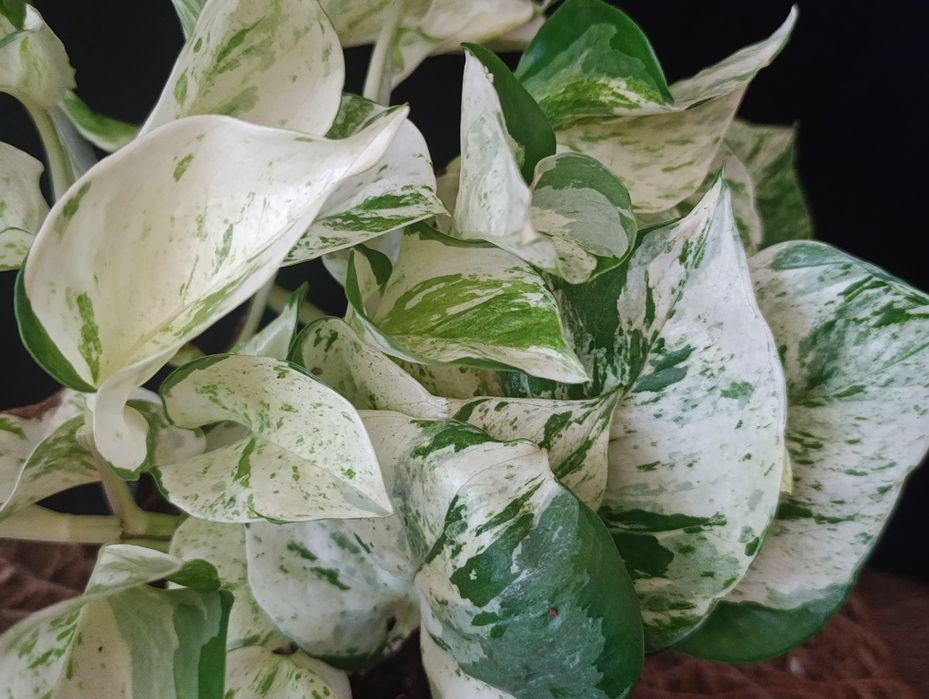 Епіпремнум Хеппі Ліф (Epipremnum aureum 'Happy Leaf'),Епіпремнум Хеппі Ліф (Epipremnum aureum 'Happy Leaf'),