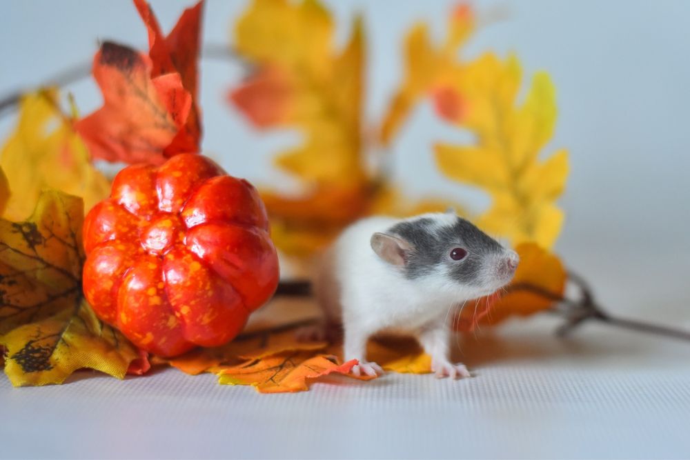 Пацюки з розпліднику з неперевершеним маркуваням. Девіли
