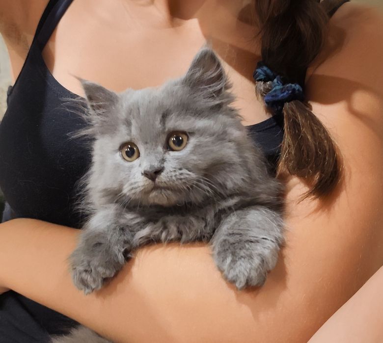 GATINHO Persa fabuloso