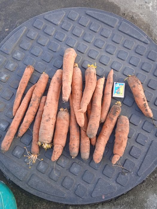 Цибуля їстівна. Морква.