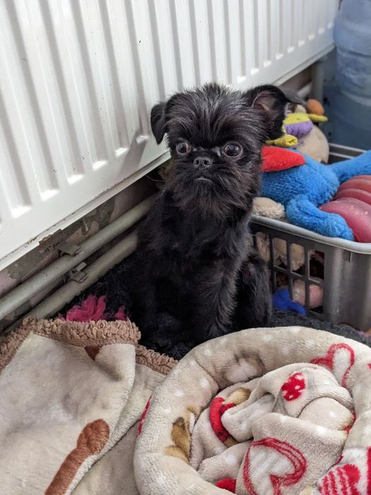 Дівчинка бельгійський грифон