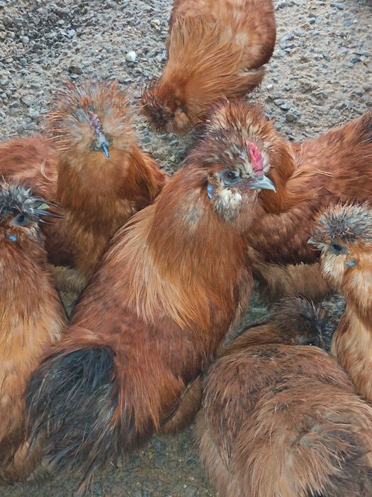 Cedo cedosas do Japão Machos