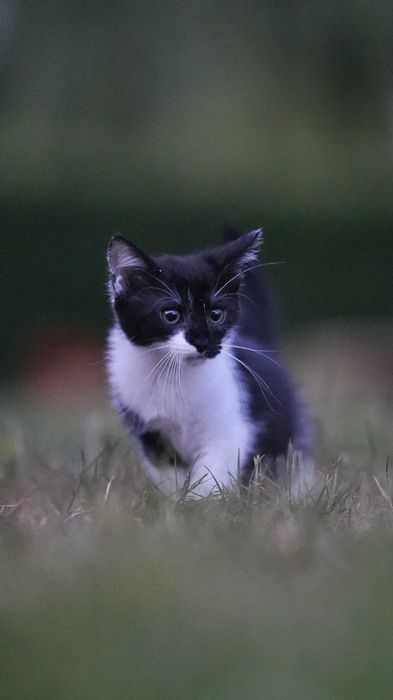 Kotek czarno biały 2.5miesiaca