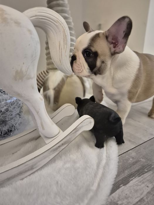 Buldog Francuski piesek Rocky