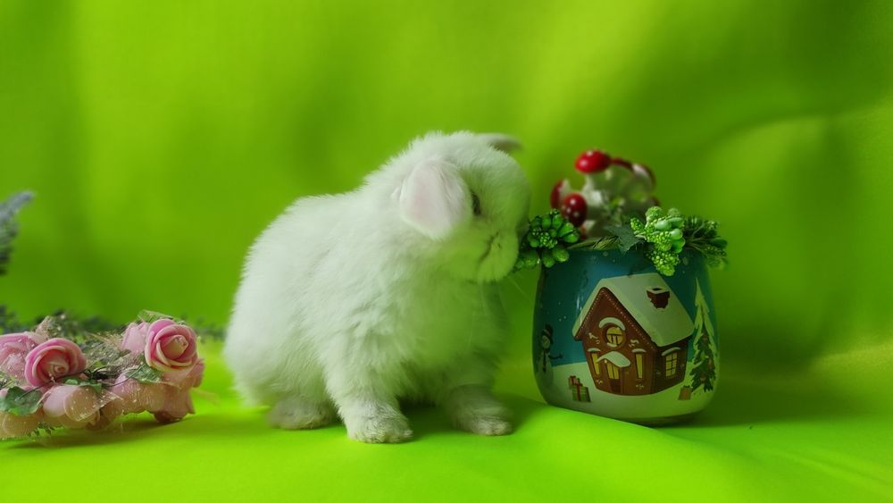 Карликові кролики, декоративні баранчики, нідерландські