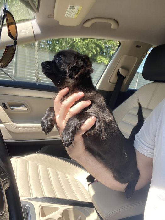 Чіхуа гарненька дівчинка