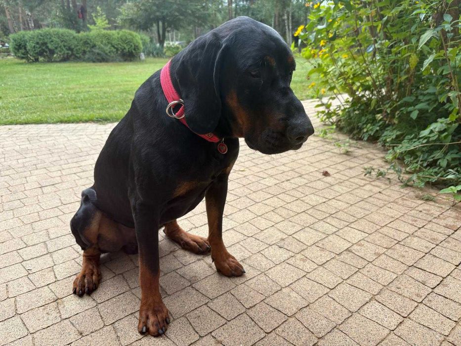 ODDAM  gończy polski rodowodowy 2 lata