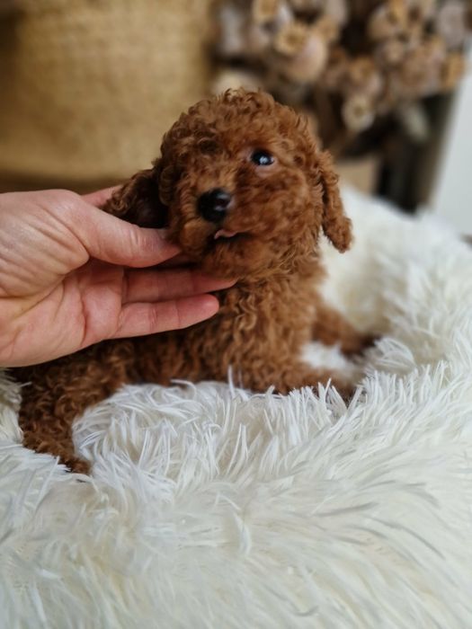 Pudel mały   chlopczyk toy/miniatura