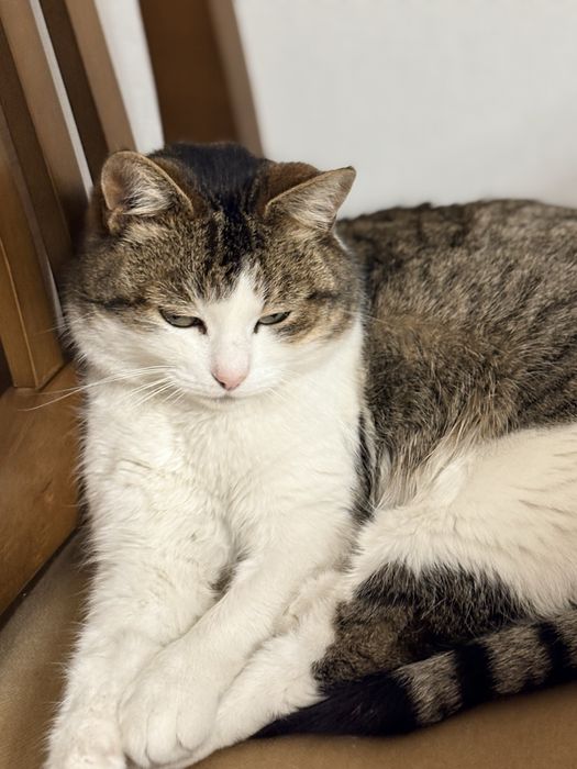 Кошечка беслатно