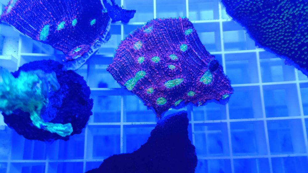 Echinophyllia Kelk “Watermeloen”