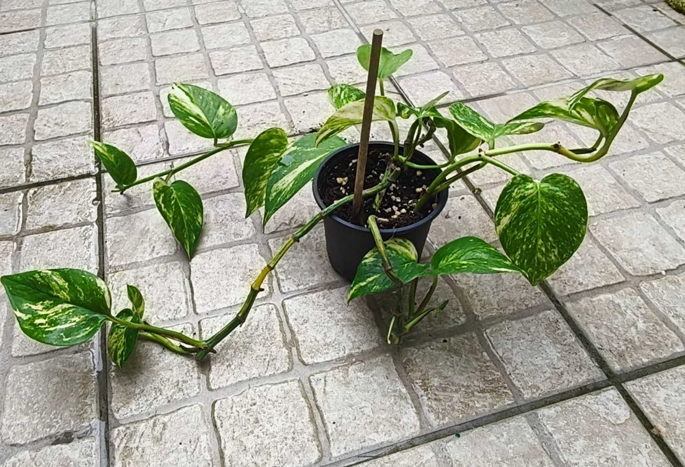 Planta Scindapsus Marble