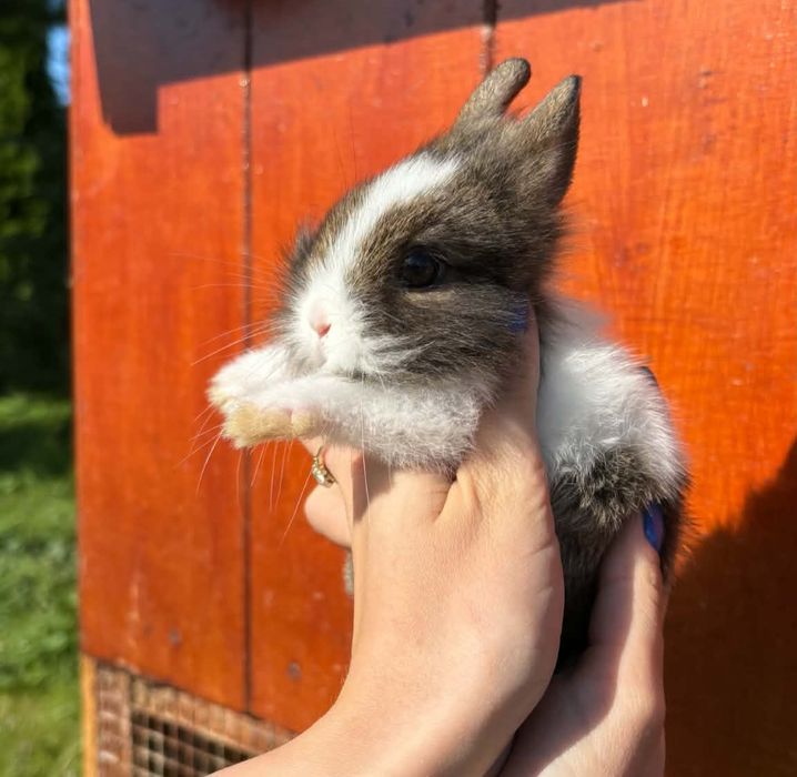Królik króliczek miniaturka teddy puszysty