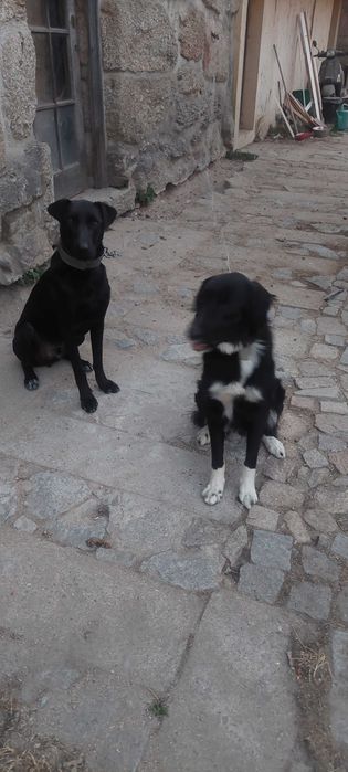 Casal de cães para adopção