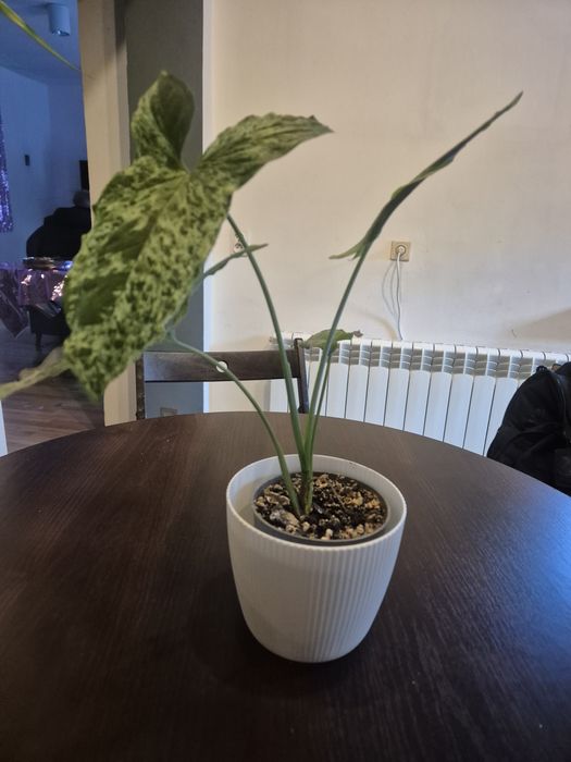 Syngonium panda galaxy mohito duża sadzonka