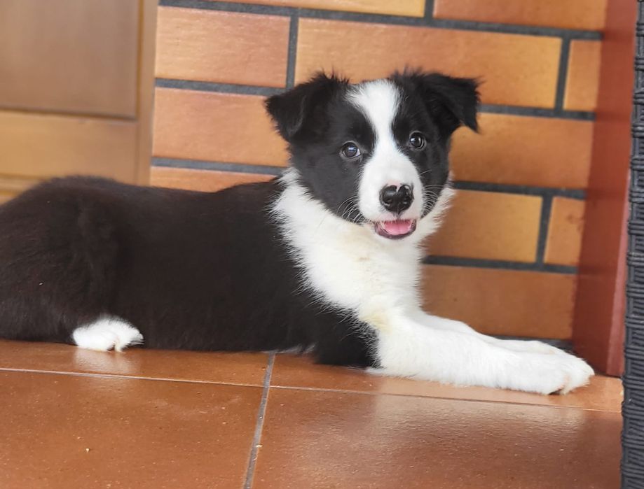 Border Collie Suczka Czarno Biała