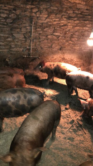 Свинина живой вес