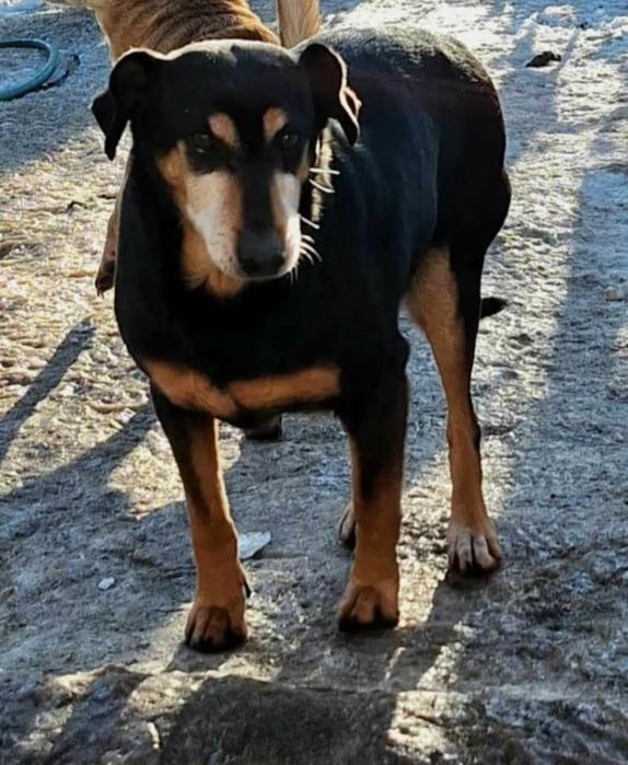 Suczka do adopcji