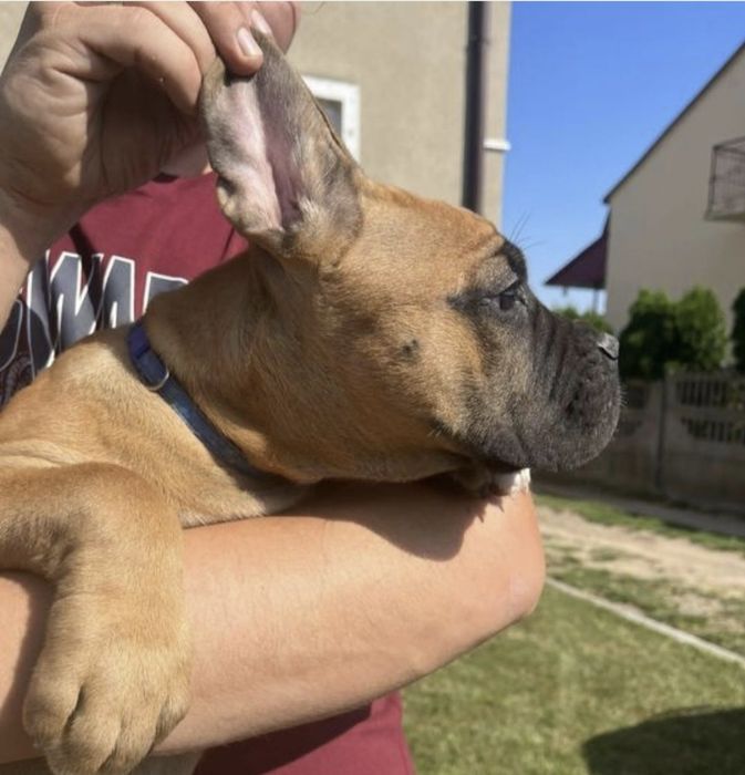 Cane Corso mocna suczka