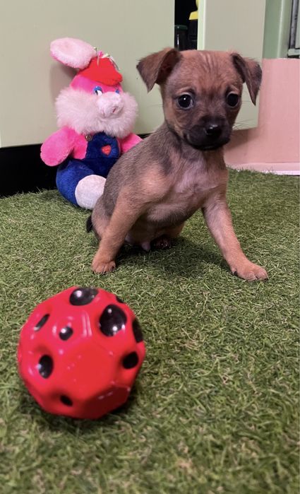 Собачки Той-Терьєр