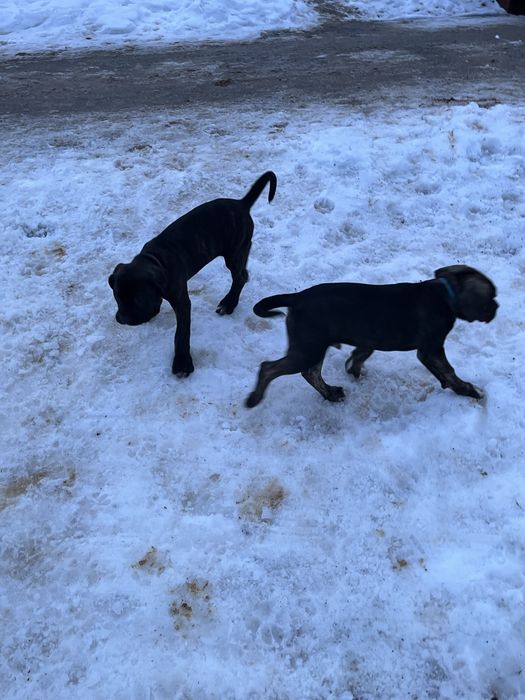 Cane Corso Italiano