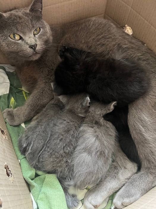 Кошенятя. Котята. Безкоштовно. Харків. Солоницівка