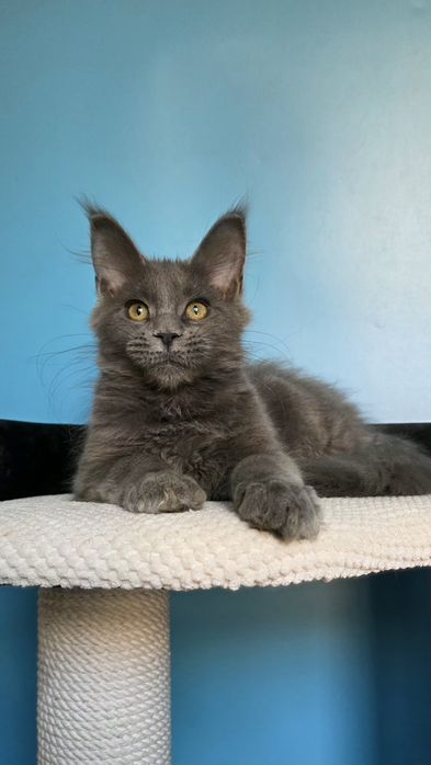 Шикарная девочка мейн