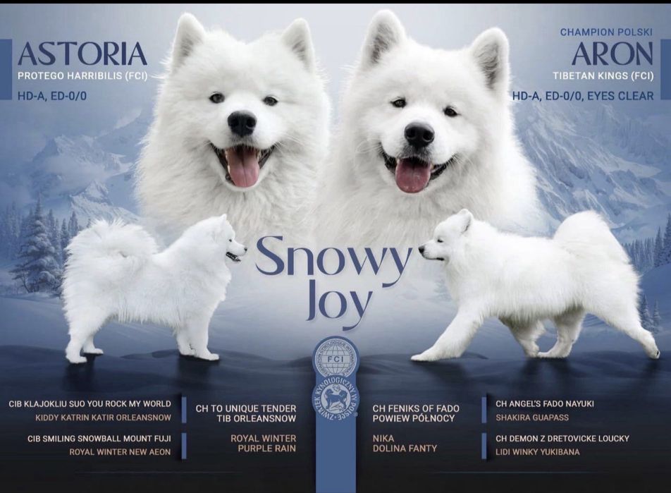 Szczenieta rasy Samoyed / Samojed FCi odbiór koniec kwietnia