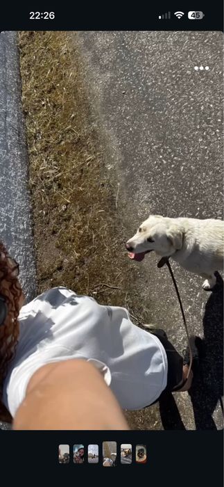 Passeios e pet sitting Ílhavo/Aveiro