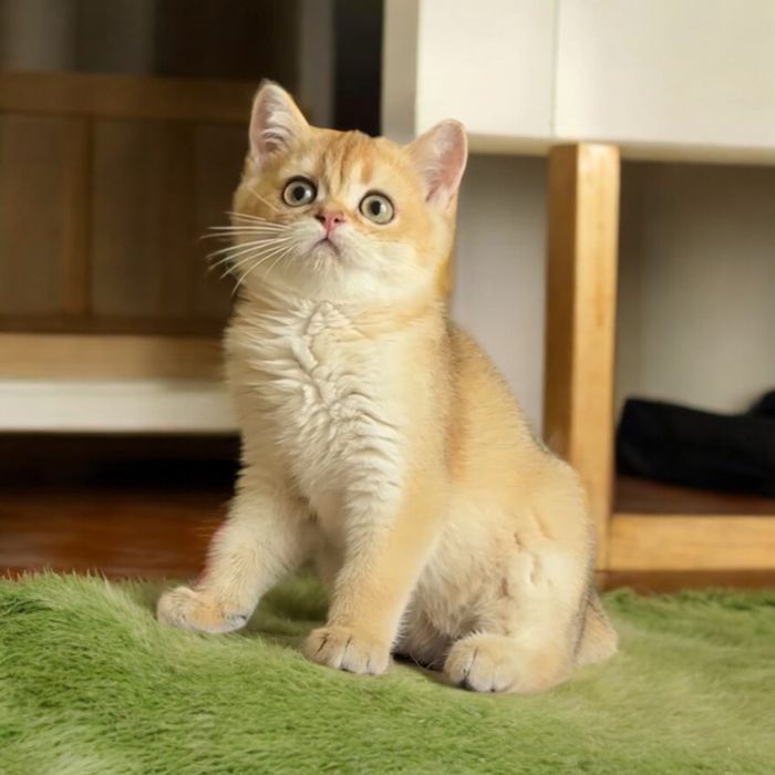 Кошеня золота шиншилка