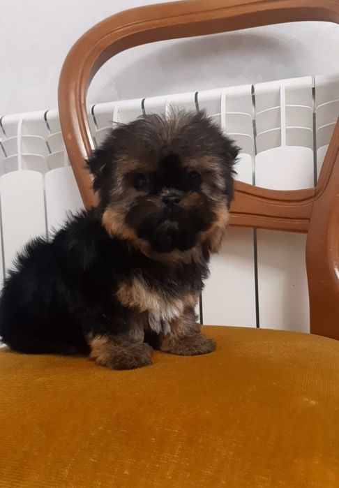 Симпатична баришня йоркширський тер'єр. Йорк