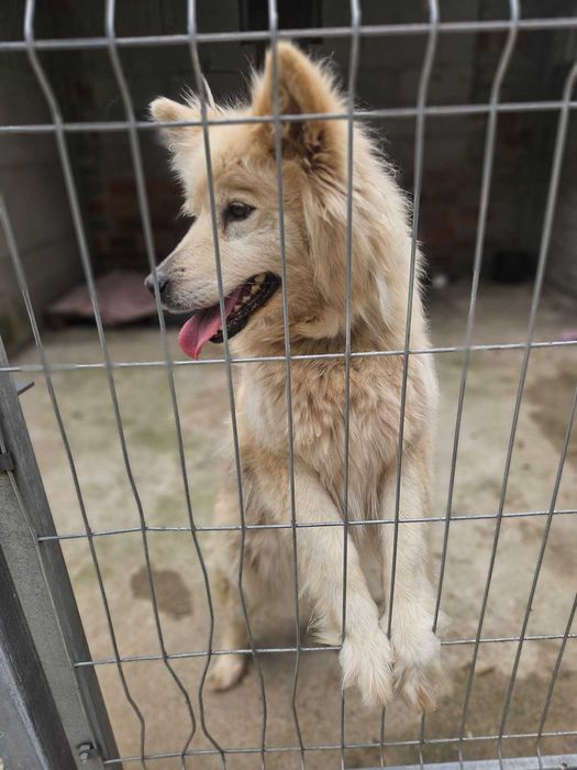 AZULA – piękna jak samojed, wierna jak najlepszy przyjaciel