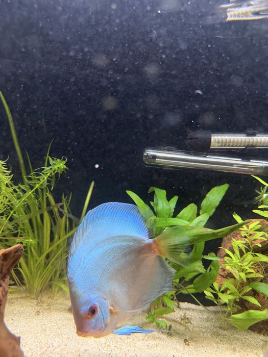 Vendo 2 discus tamanho 13/14
