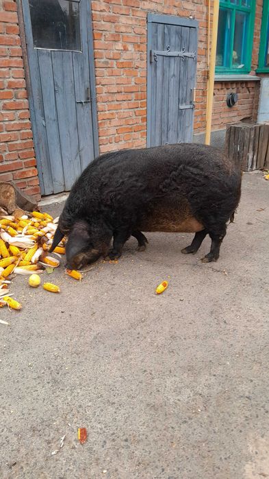 Продам поросят породи Мангал