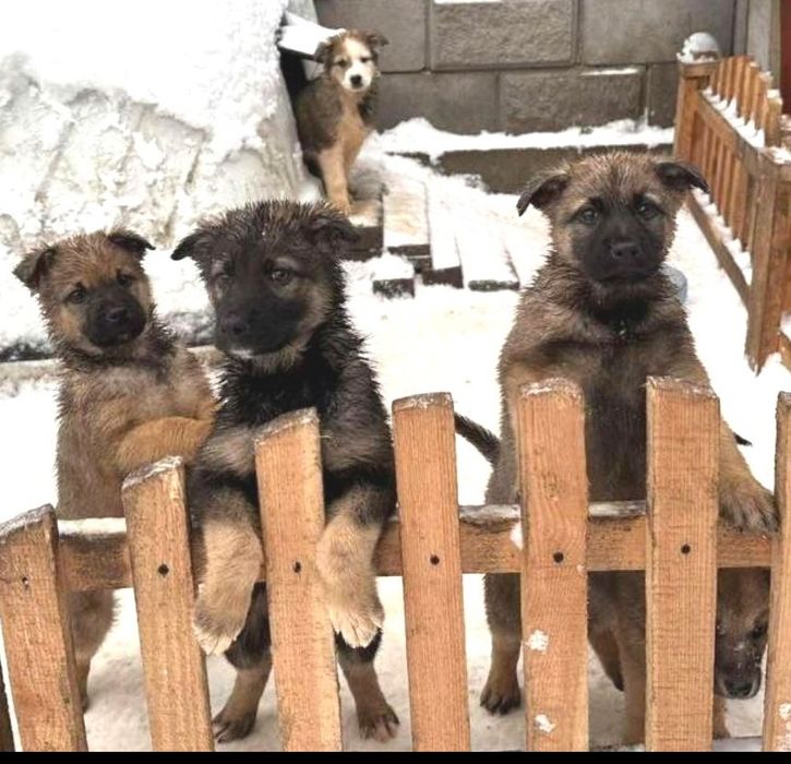 Вівчаристі цуценята! 2 міс.