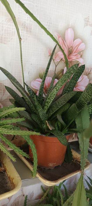 Гастерия, Хавротия