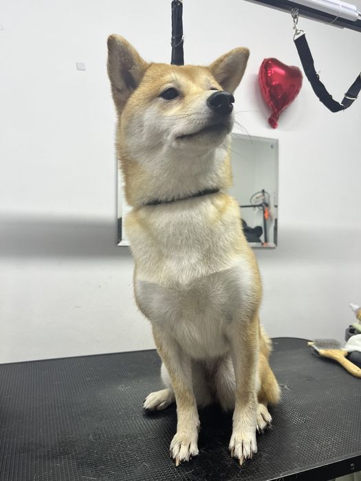 Грумінг Чернігів/Масани