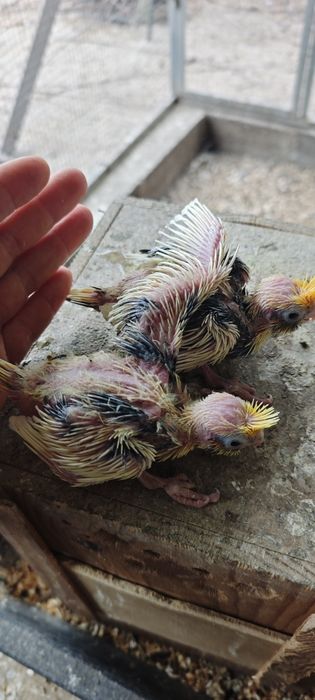 Caturras bebés para acabar de alimentar mão