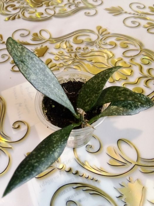 Комнатные домашние растения все в активном росте