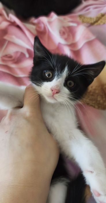 Kocięta do adopcji