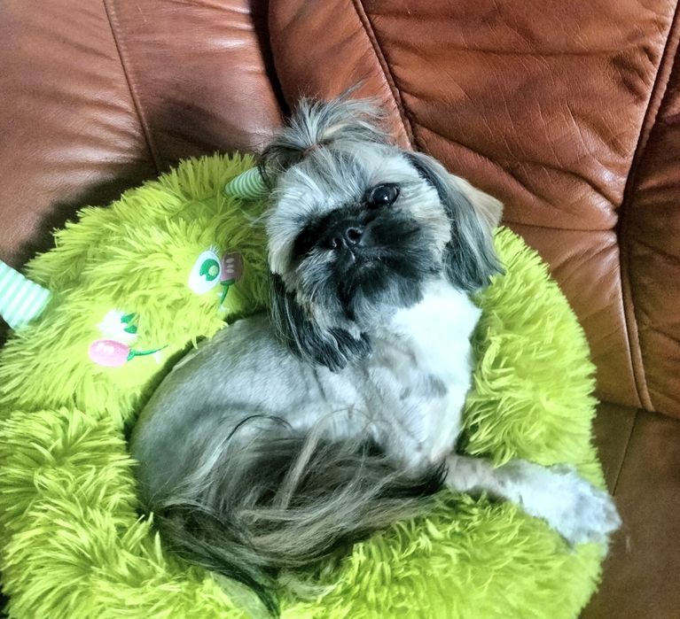 Shih tzu piesek FCI