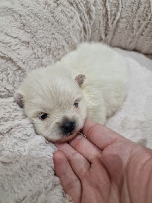 Lulu Pomerânia C/LOP Fêmea Spitz Alemão Anão