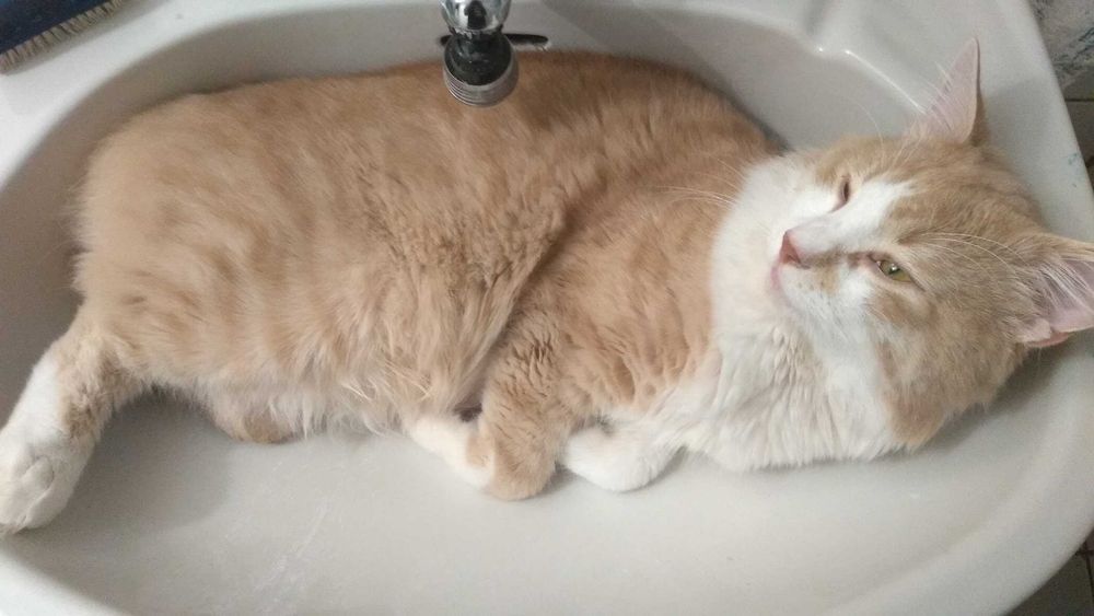 Dois gatos adultos CASTRADOS meigos procuram novo lar