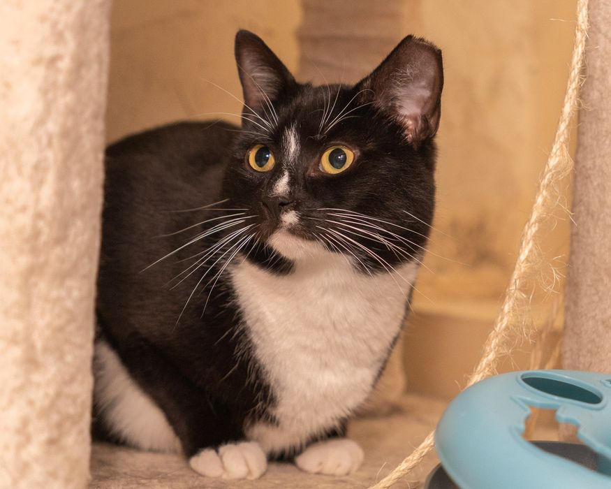 RAMZES - ciekawski, wesoły kocurek szuka kochającego domu/Poznań