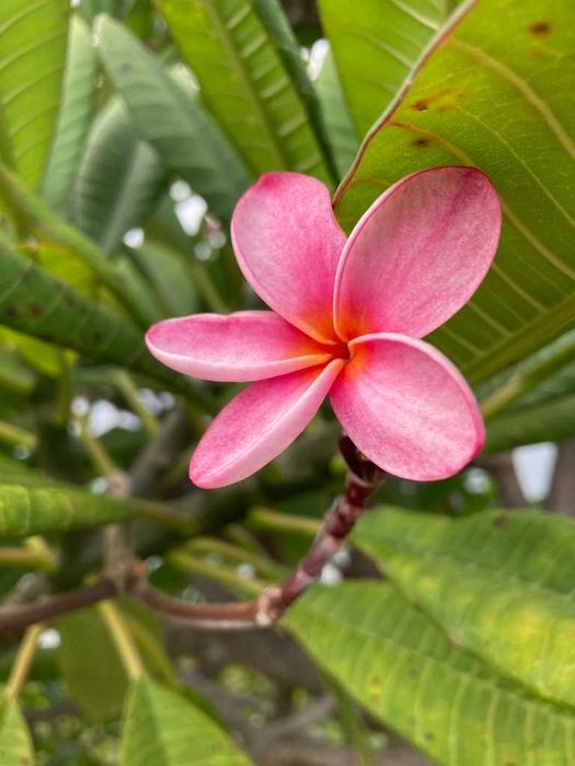 Plumeria rubra – frangipani – 5 nasion NASIONA
