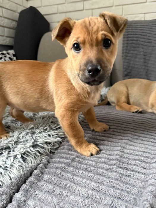 Naleśnik i Krokiet do pokochania