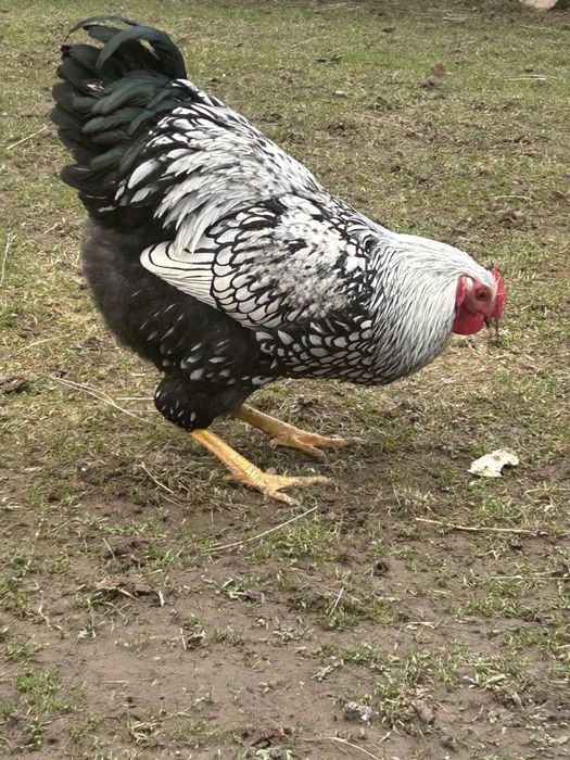 Віандот півень 7 місяців